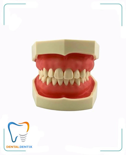 ماکت آموزشی دندانپزشکی (لثه نرم)