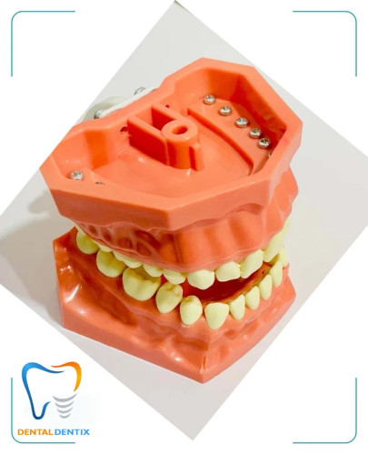 ماکت آموزشی دندانپزشکی (کست دندانپزشکی)